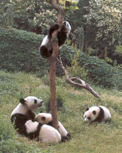 panda velká