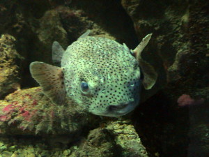 Aquarium de la Guadeloupe