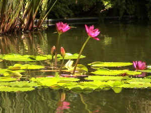 Jardin Botanique Deshaies