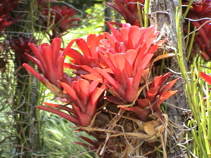 Jardin Botanique Deshaies