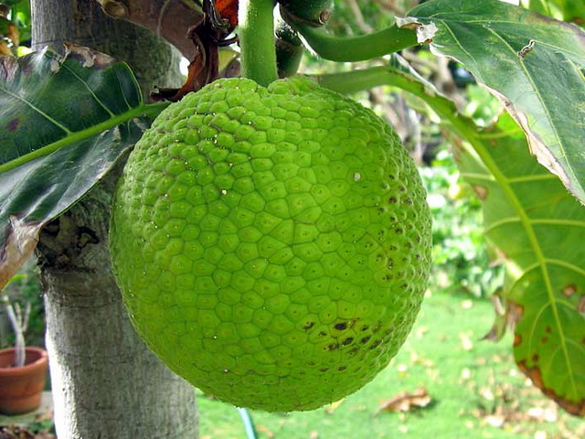 chlebovník (breadfruit)