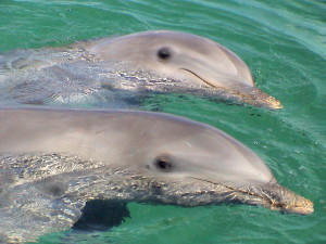 delfíni v Dolphin FantaSeas