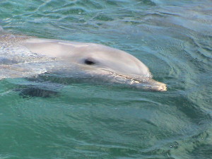 delfinárium Dolphin FantaSeas Anguilla